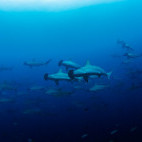 Hammerhead shark in the Galapagos Islands.