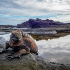 Marine iguana in Fernandina Island, the Galapagos
