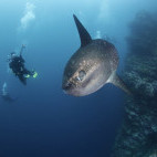 Sunfish in Punta Vicente Roca, the Galapagos