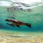 Sea lion in the Galapagos