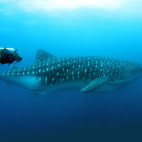 Whale shark in the Galapagos Islands