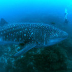 Whale shark in the Galapagos Islands.