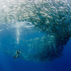 Big eye trevally bait ball and diver in Cabo Pulmo National Park, Mexico