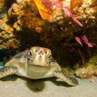 Sea turtle in Cabo Pulmo National Park, Mexico