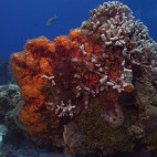 Coral reef in Cozumel, Mexico.