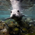 Seal at Isla Guadalupe, Mexico.