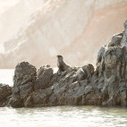 Fur seal on shore at at Isla Guadalupe, Mexico.