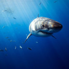 Great white shark, Isla Guadalupe, Mexico.