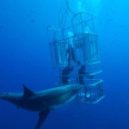 Cage diving with great white sharks in Isla Guadalupe, Mexico.