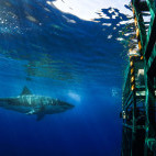 Great white shark in Isla Guadalupe, Mexico.