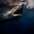 Great white shark in Isla Guadalupe, Mexico.
