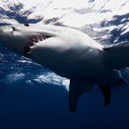 Great white shark, Isla Guadalupe, Mexico.
