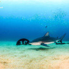 Bull shark in the Sea of Cortez, Mexico