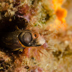 Blenny in the Sea of Cortez, Mexico