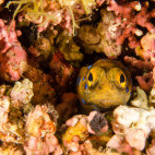 Blue spotted jawfish in the Sea of Cortez, Mexico