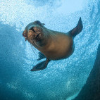 California sea lion in the Sea of Cortez, Mexico
