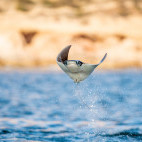 Flying mobula ray in the Sea of Cortez, Mexico