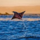 Flying mobula ray in the Sea of Cortez, Mexico