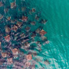 Mobula ray aggregation in Sea of Cortez, Mexico
