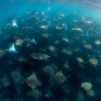 Mobula ray aggregation in Sea of Cortez, Mexico