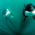 Orca in the Sea of Cortez, Mexico