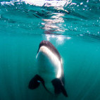 Orca in the Sea of Cortez, Mexico
