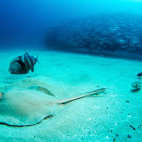 Sting ray in the Sea of Cortez, Mexico