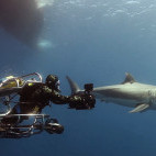 Great white shark in Mexico