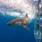 Great white shark in Mexico.