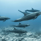 Dolphins in Mexico.