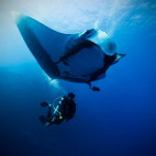 Manta ray in Mexico.