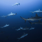 Hammerhead sharks in Mexico