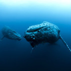 Humpback whale in Mexico.
