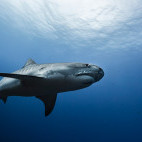Tiger shark in Mexico.