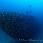 Apogon wreck in Bikini Atoll.