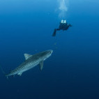 Tiger shark in Bikini Lagoon.