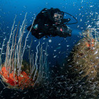 Diver in Bikini Atoll.