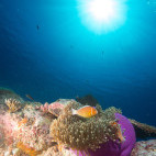 Corals in Palau, Micronesia.