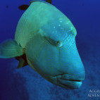 Napoleon wrasse in Palau, Micronesia