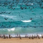 Cormorants on a beach in Oman.