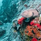A laced moray eel in Oman.