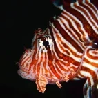 A lionfish in Oman.