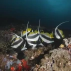 A longfin bannerfish in Oman.