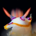 A nudibranch in Oman.