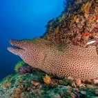 Moray eel in Oman.