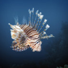 Lionfish (pterios volitans) in Soma Bay, Egypt