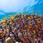 Anthias around Porites coral bommie