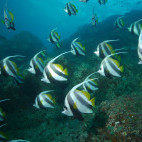 Banner fish in Oman