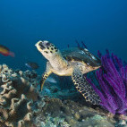 Hawksbill turtle and purple whip coral in Oman