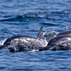 Bottlenose dolphin in Muscat, Oman